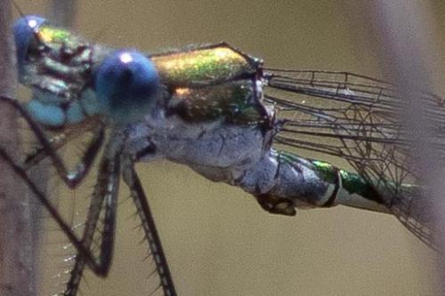 Lestes sp.